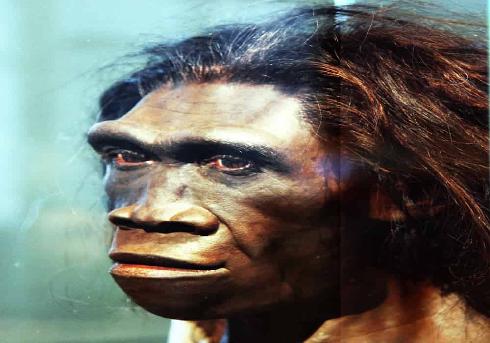 Detail Gambar Manusia Purba Homo Nomer 9