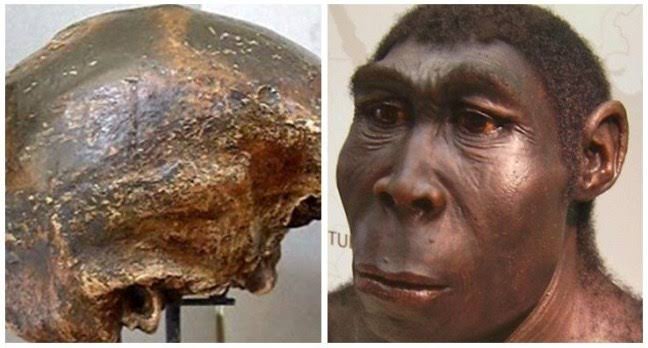 Detail Gambar Manusia Purba Homo Nomer 11