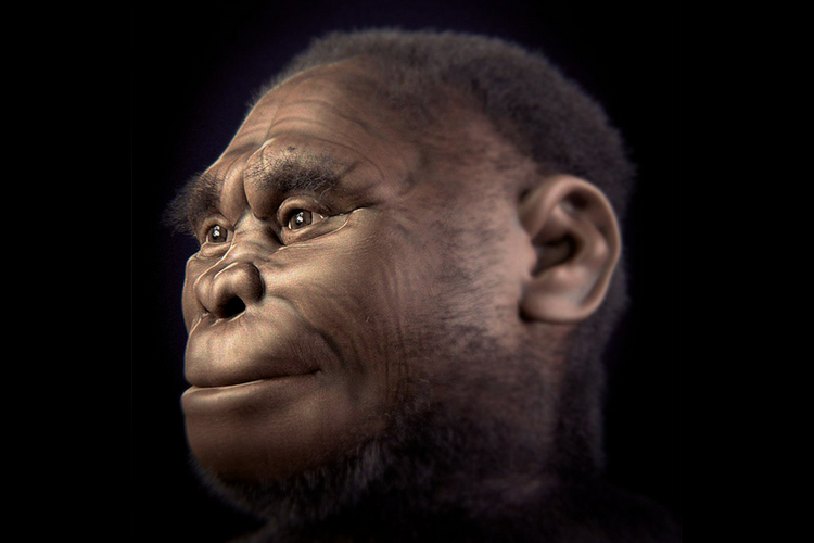 Detail Gambar Manusia Purba Homo Nomer 3