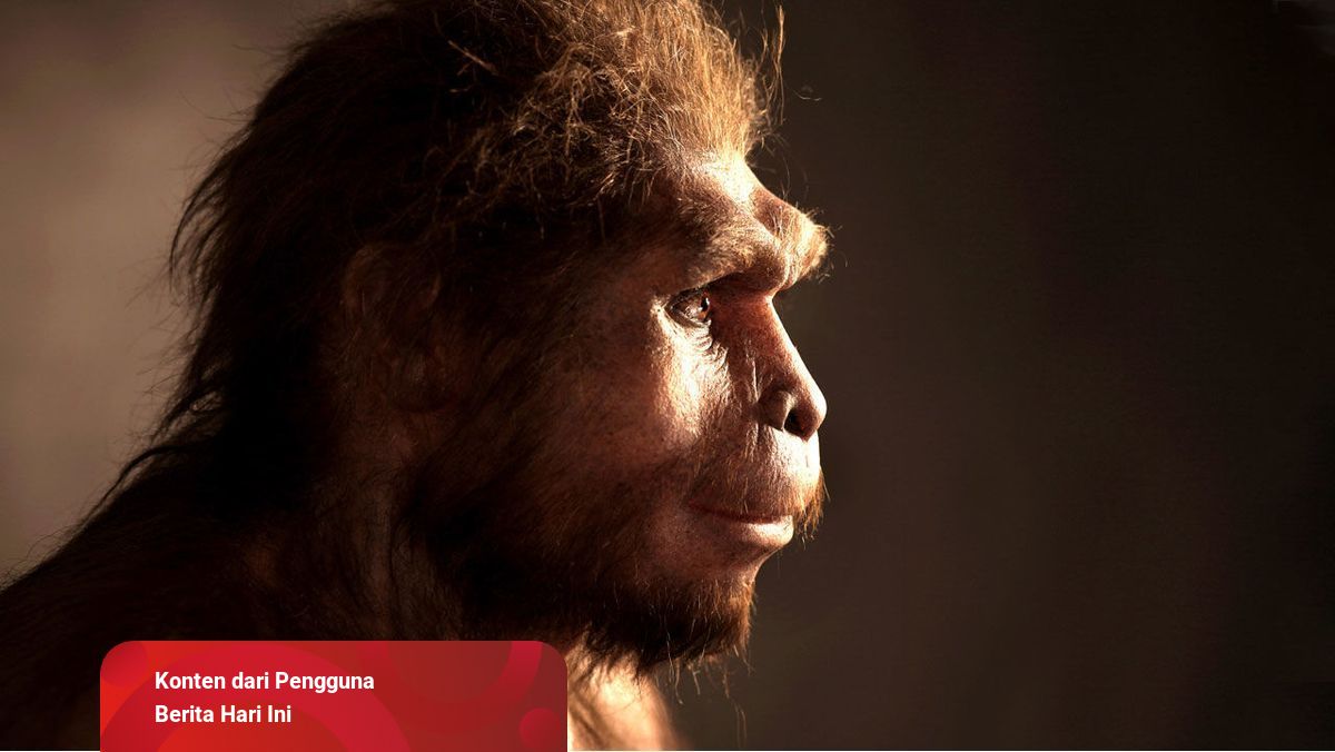Detail Gambar Manusia Purba Homo Nomer 21