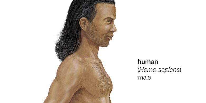 Detail Gambar Manusia Purba Homo Nomer 24