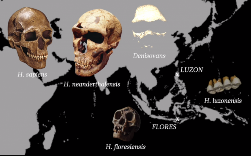 Detail Gambar Manusia Purba Homo Nomer 27