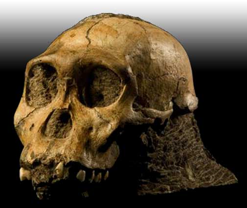 Detail Gambar Manusia Purba Homo Nomer 30