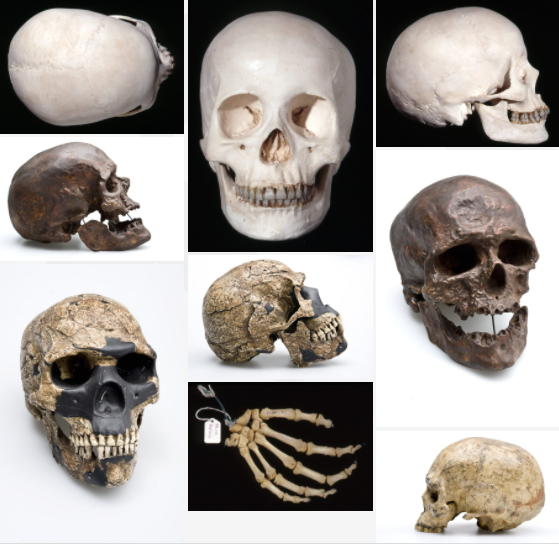 Detail Gambar Manusia Purba Homo Nomer 33