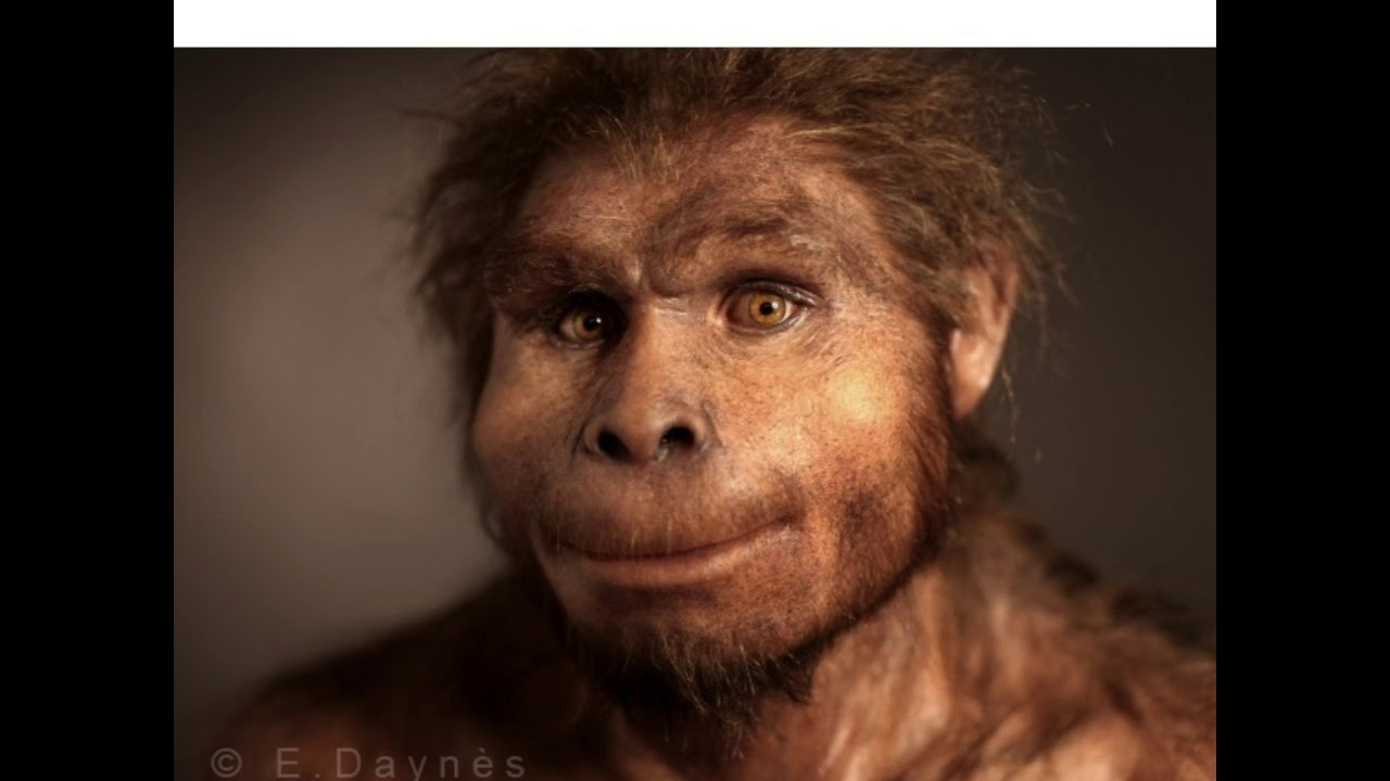 Detail Gambar Manusia Purba Homo Nomer 37