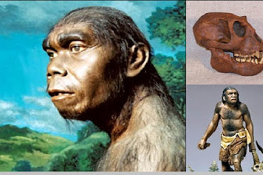 Detail Gambar Manusia Purba Homo Nomer 7