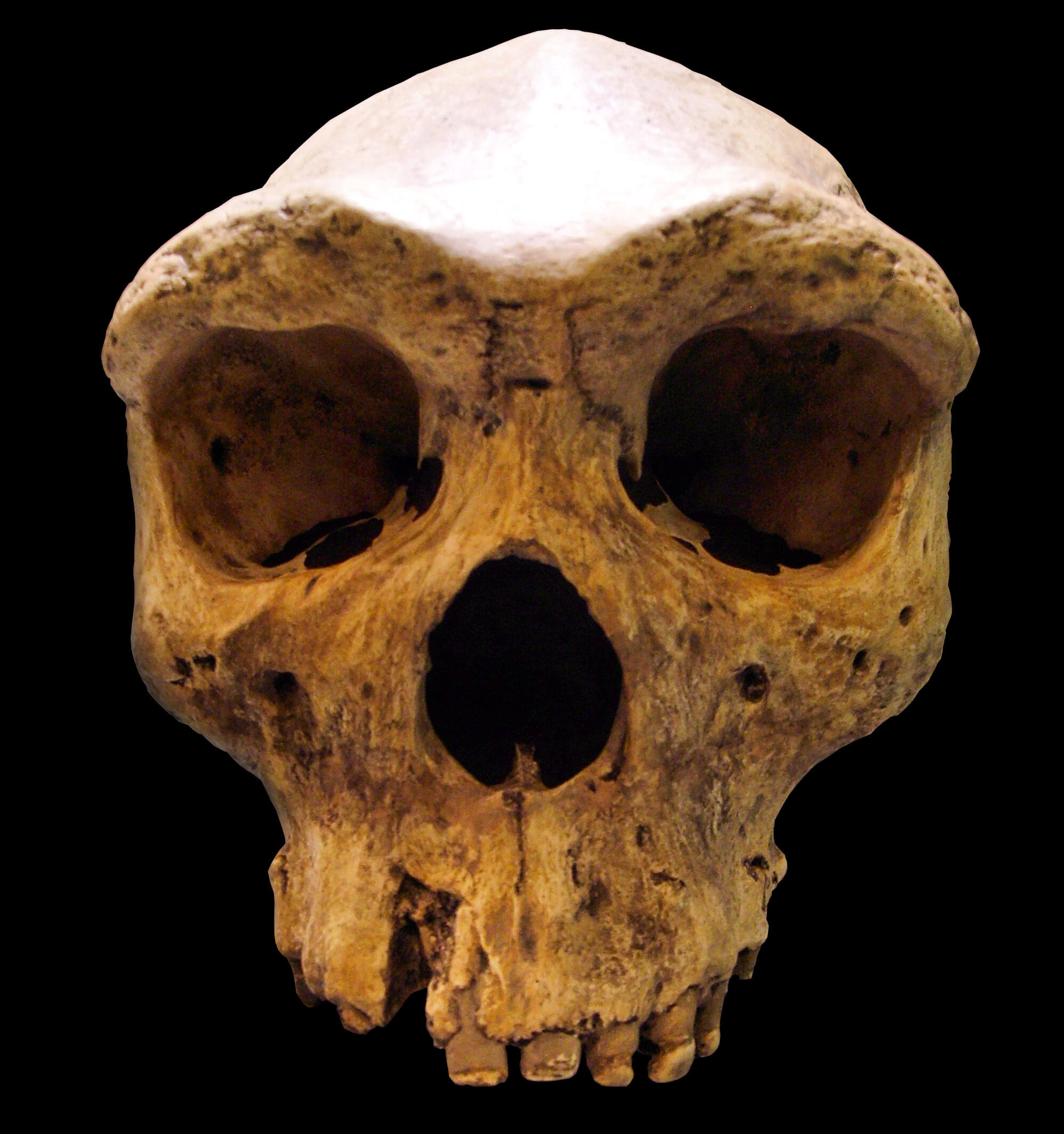 Detail Gambar Manusia Purba Homo Sapiens Nomer 27