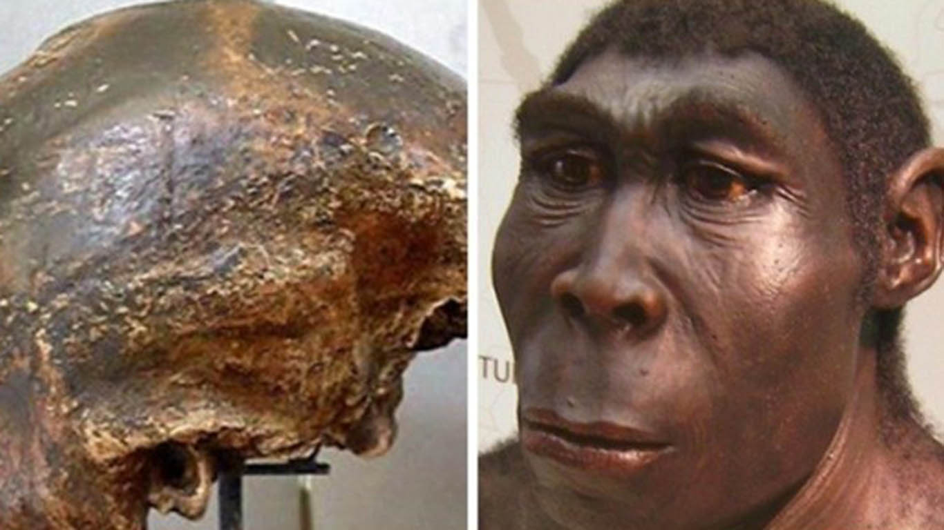 Detail Gambar Manusia Purba Homo Wajakensis Nomer 12