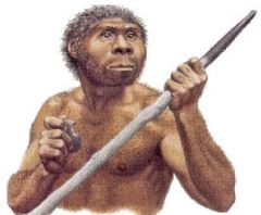 Detail Gambar Manusia Purba Homo Wajakensis Nomer 13