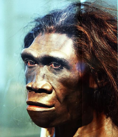 Detail Gambar Manusia Purba Homo Wajakensis Nomer 17