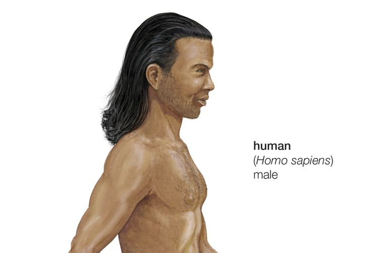 Detail Gambar Manusia Purba Homo Wajakensis Nomer 24