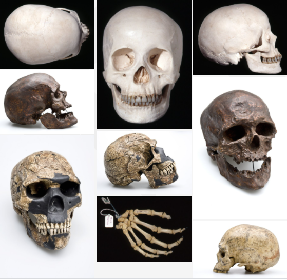 Detail Gambar Manusia Purba Homo Wajakensis Nomer 25