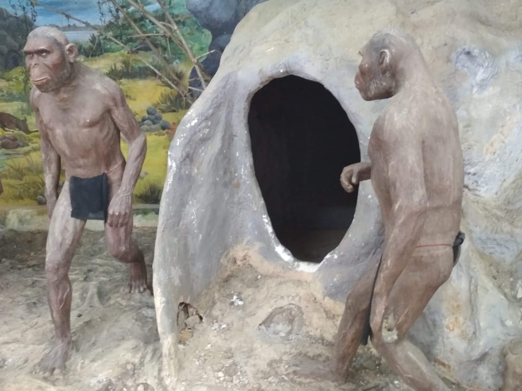 Detail Gambar Manusia Purba Homo Wajakensis Nomer 42