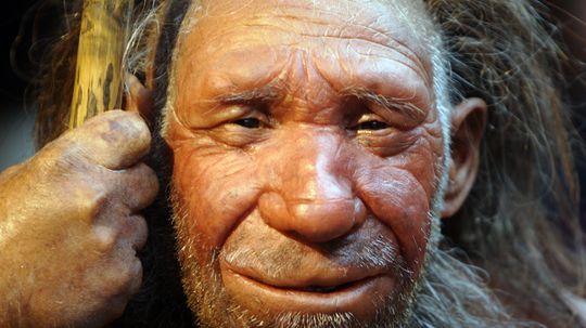 Detail Gambar Manusia Purba Homo Wajakensis Nomer 47