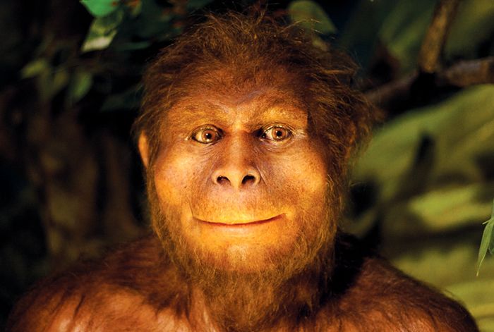 Detail Gambar Manusia Purba Homo Wajakensis Nomer 48