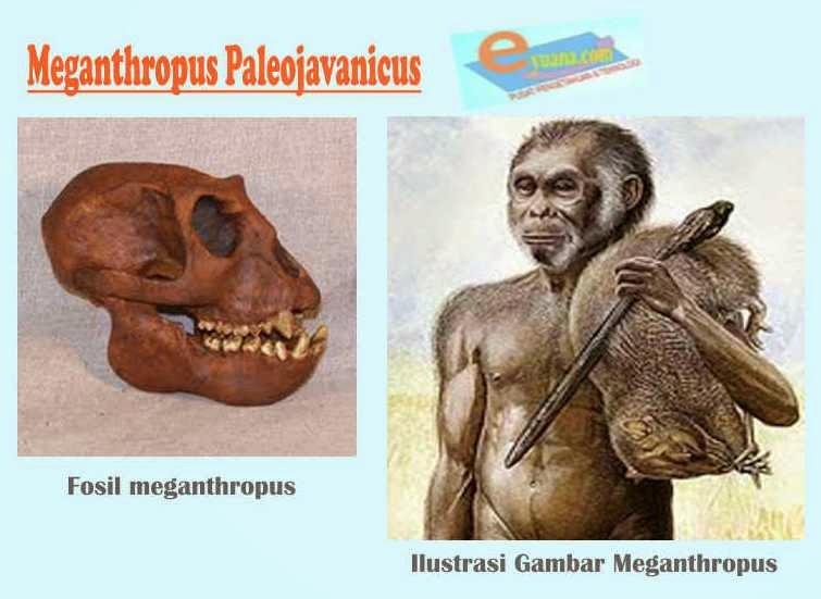 Detail Gambar Manusia Purba Meganthropus Nomer 24