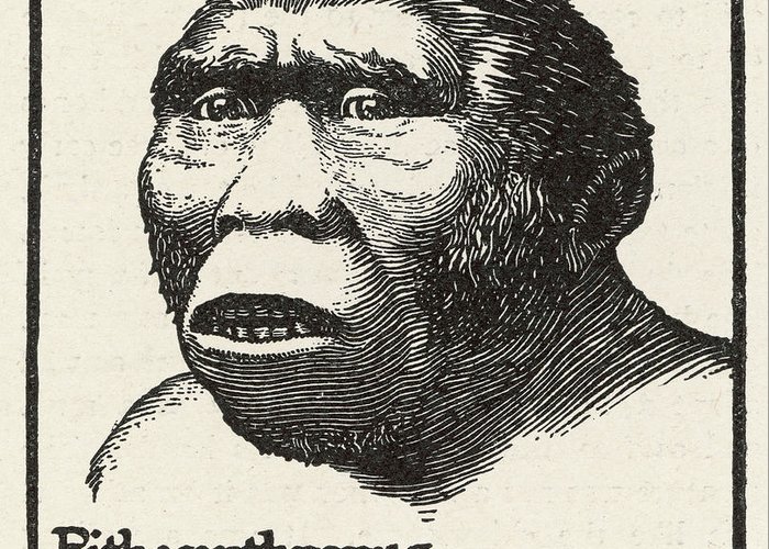 Detail Gambar Manusia Purba Pithecanthropus Nomer 25
