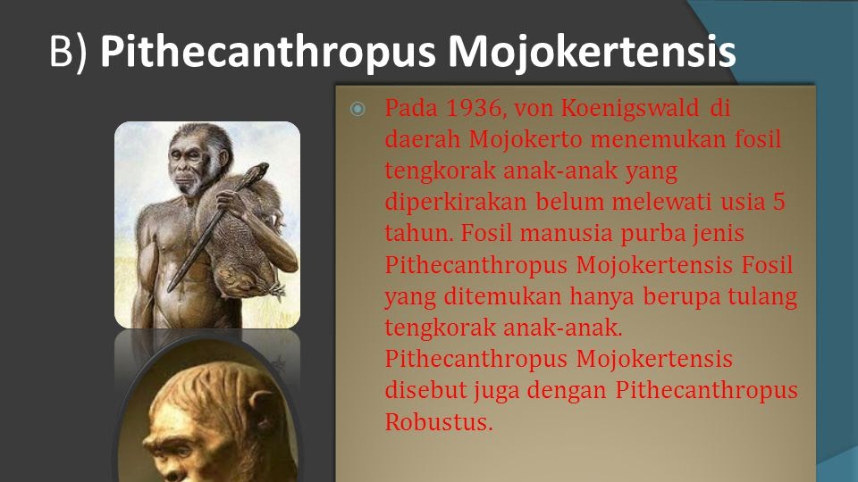 Detail Gambar Manusia Purba Pithecanthropus Mojokertensis Nomer 37