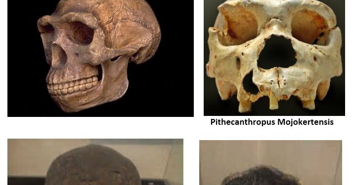 Detail Gambar Manusia Purba Pithecanthropus Mojokertensis Nomer 54