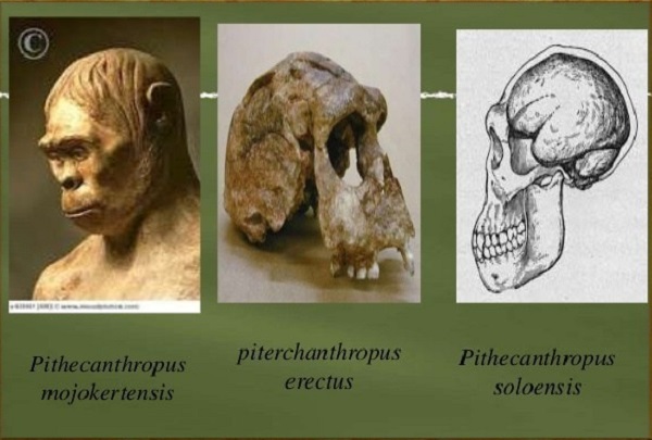 Detail Gambar Manusia Purba Pithecanthropus Soloensis Nomer 3