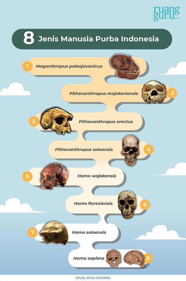 Detail Gambar Manusia Purba Pithecanthropus Soloensis Nomer 37