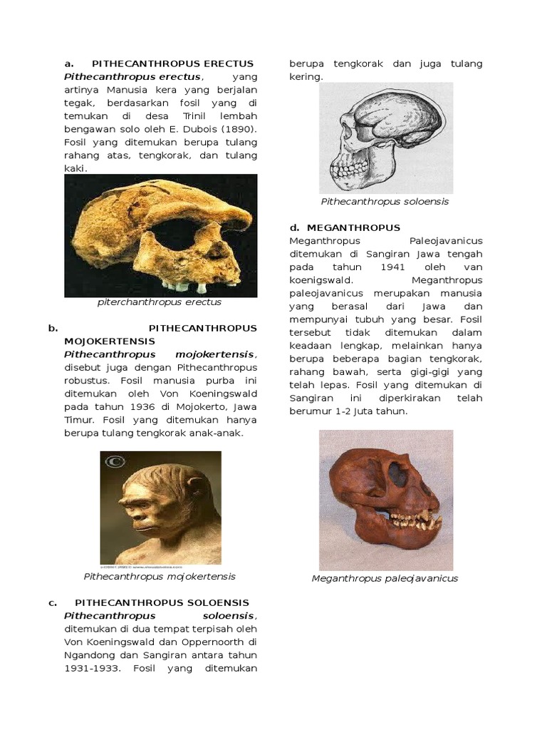 Detail Gambar Manusia Purba Pithecanthropus Soloensis Nomer 51