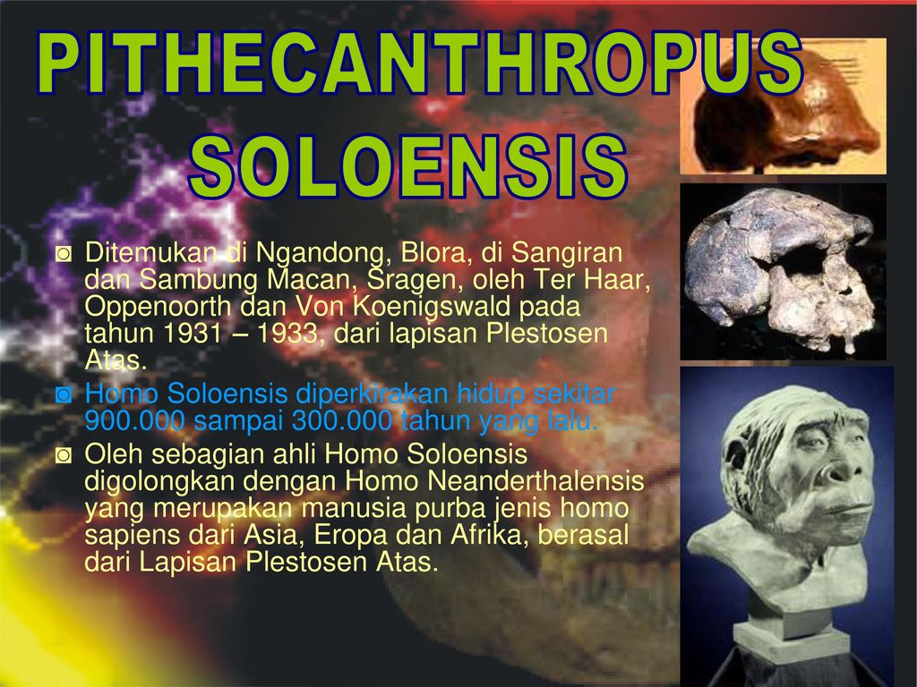 Detail Gambar Manusia Purba Pithecanthropus Soloensis Nomer 54
