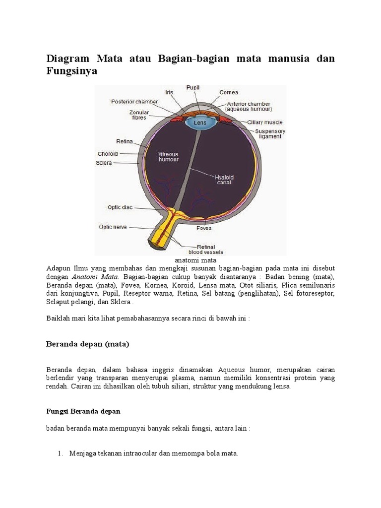 Detail Gambar Mata Beserta Bagiannya Nomer 22