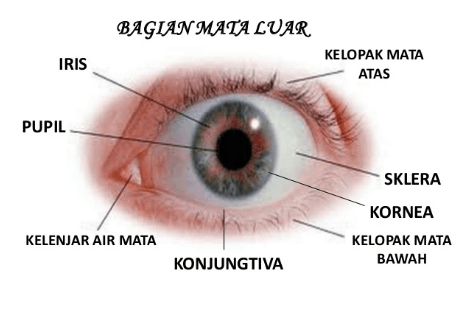 Detail Gambar Mata Beserta Bagiannya Nomer 28