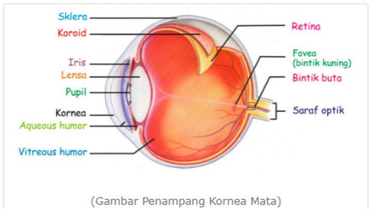 Detail Gambar Mata Beserta Bagiannya Nomer 5