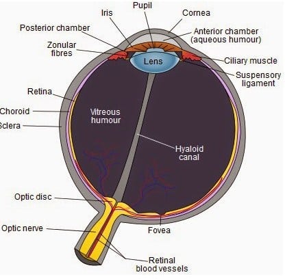 Detail Gambar Mata Beserta Bagiannya Nomer 39