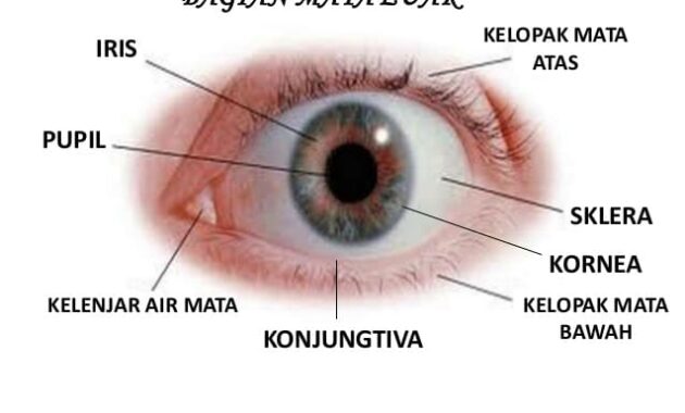 Detail Gambar Mata Beserta Fungsinya Nomer 14