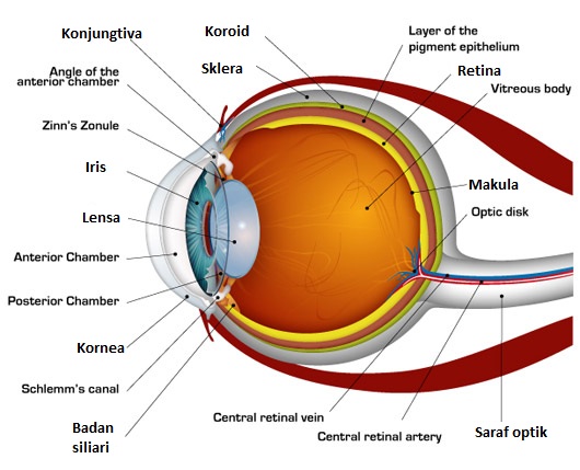 Detail Gambar Mata Beserta Fungsinya Nomer 17