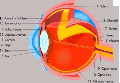 Detail Gambar Mata Beserta Fungsinya Nomer 29