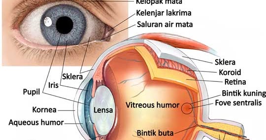 Detail Gambar Mata Beserta Fungsinya Nomer 6