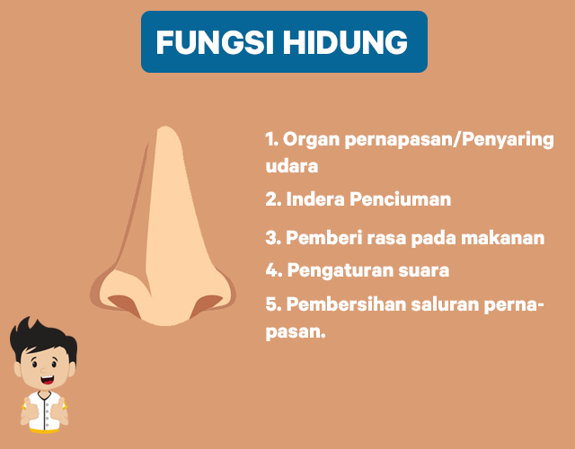 Detail Gambar Mata Beserta Fungsinya Nomer 45