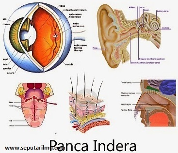 Detail Gambar Mata Beserta Keterangannya Nomer 42