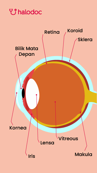 Detail Gambar Mata Dan Fungsinya Nomer 3