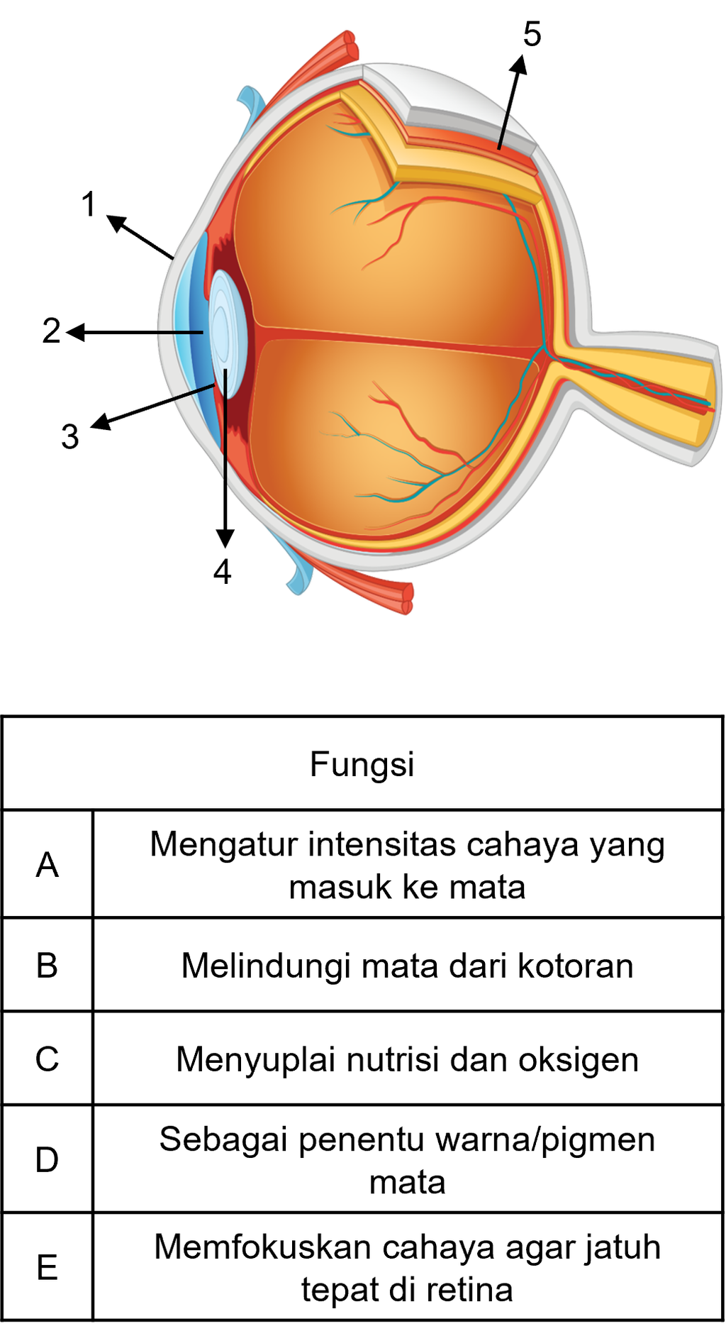 Detail Gambar Mata Dan Fungsinya Nomer 34