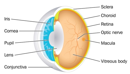 Detail Gambar Mata Dan Fungsinya Nomer 40