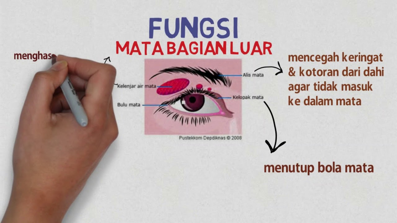 Detail Gambar Mata Dan Fungsinya Nomer 43