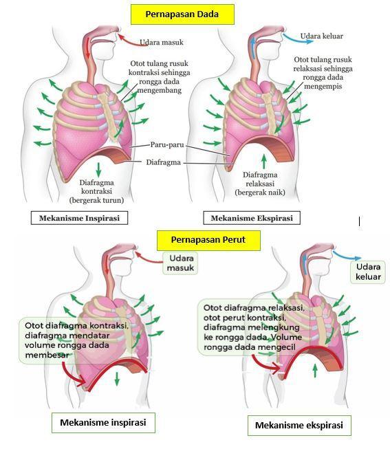 Detail Gambar Mekanisme Pernapasan Dada Dan Perut Nomer 2