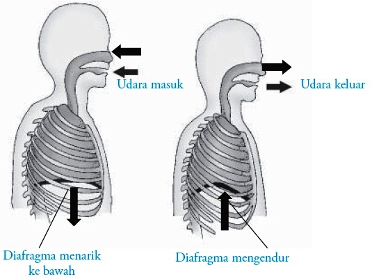 Detail Gambar Mekanisme Pernapasan Dada Dan Perut Nomer 16