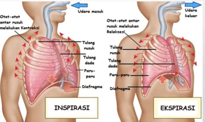 Detail Gambar Mekanisme Pernapasan Dada Dan Perut Nomer 3