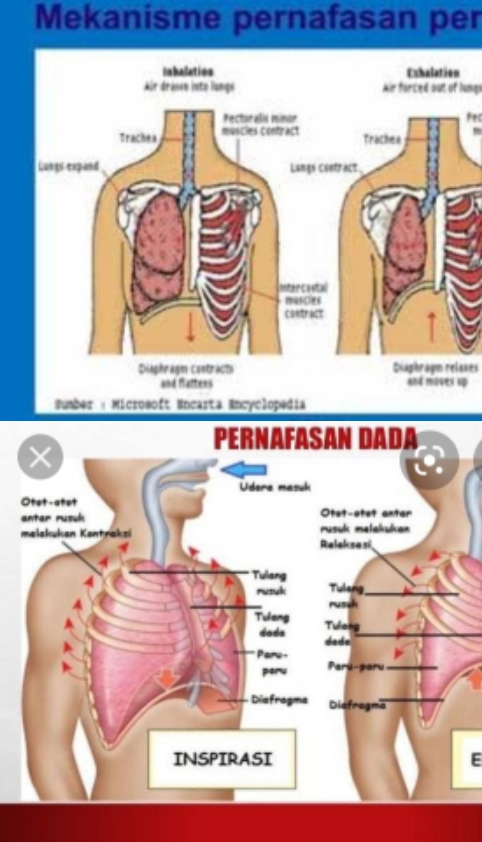 Detail Gambar Mekanisme Pernapasan Dada Dan Perut Nomer 24