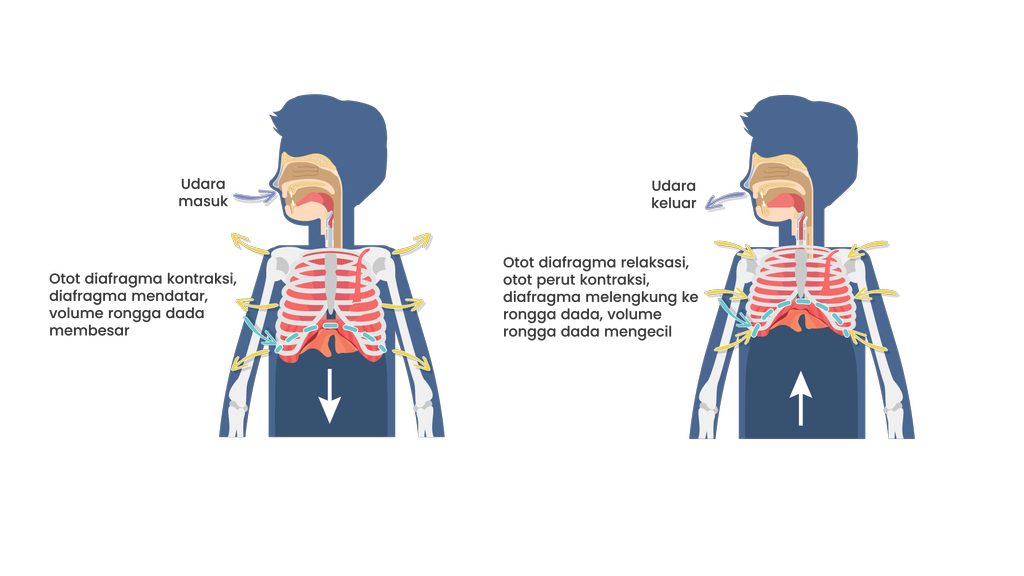 Detail Gambar Mekanisme Pernapasan Dada Dan Perut Nomer 31