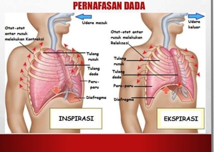 Detail Gambar Mekanisme Pernapasan Dada Dan Perut Nomer 5