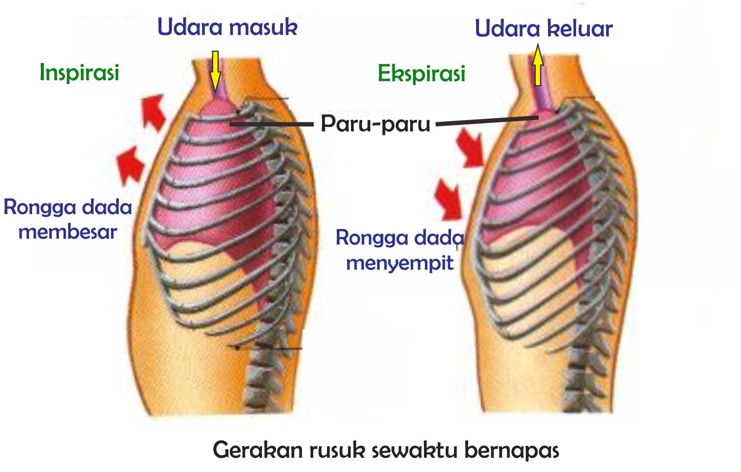 Detail Gambar Mekanisme Pernapasan Dada Dan Perut Nomer 42