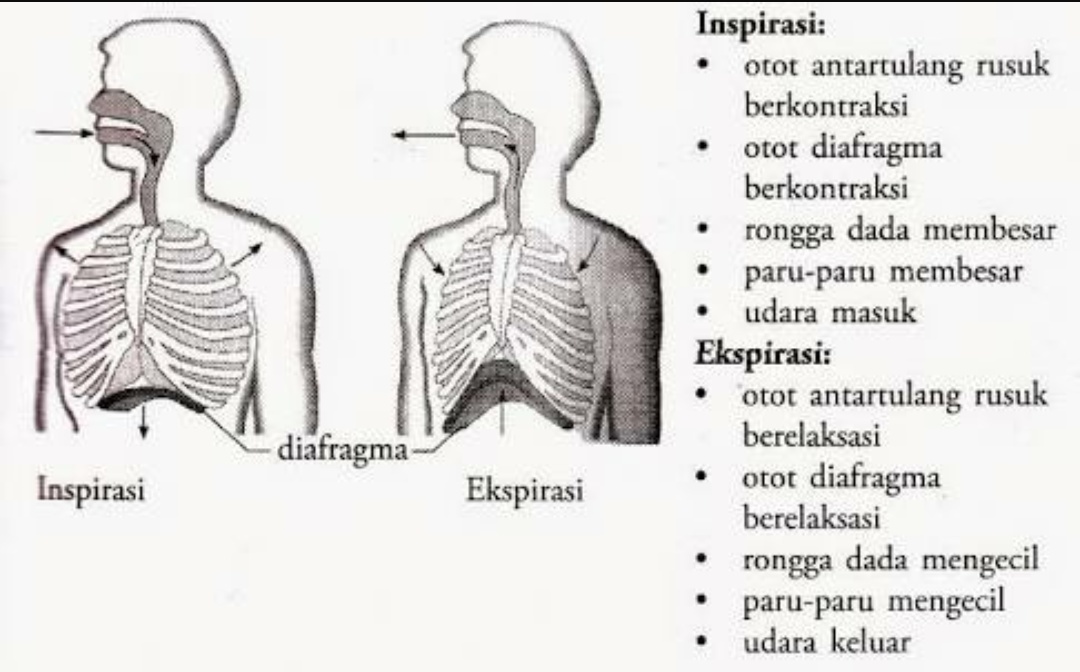 Detail Gambar Mekanisme Pernapasan Dada Dan Perut Nomer 6