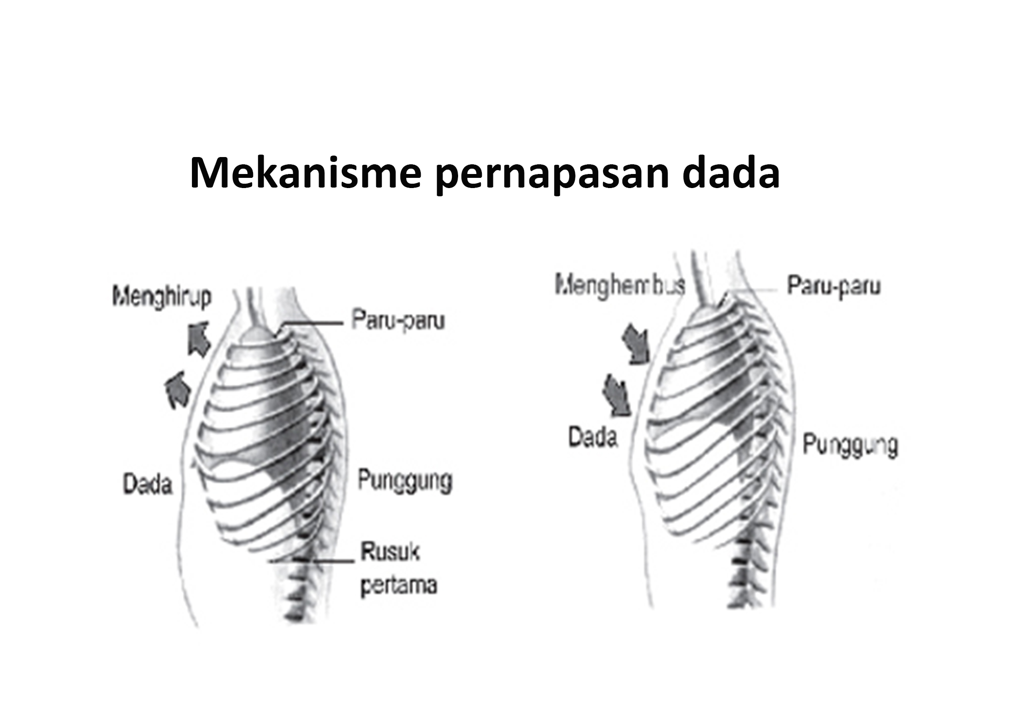 Detail Gambar Mekanisme Pernapasan Dada Pada Manusia Nomer 14